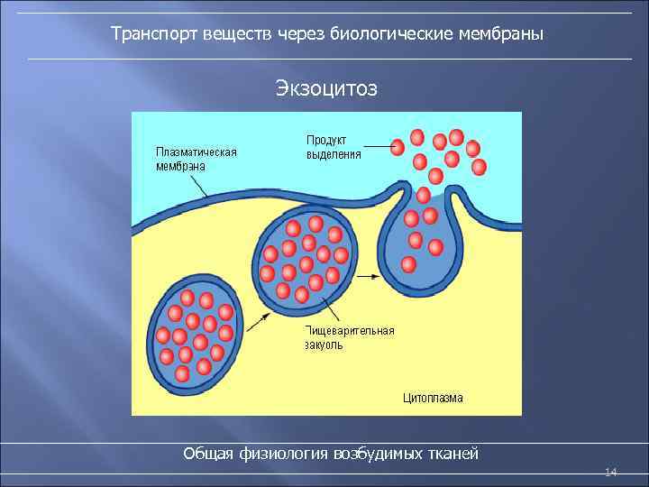 Транспорт веществ через биологические мембраны Экзоцитоз Общая физиология возбудимых тканей 14 