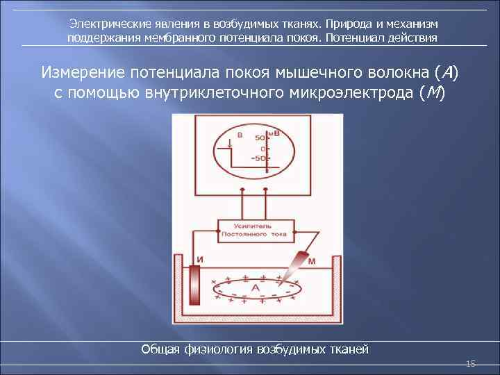 Электрические явления в возбудимых тканях. Природа и механизм поддержания мембранного потенциала покоя. Потенциал действия