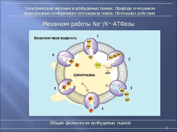 Электрические явления в возбудимых тканях. Природа и механизм поддержания мембранного потенциала покоя. Потенциал действия