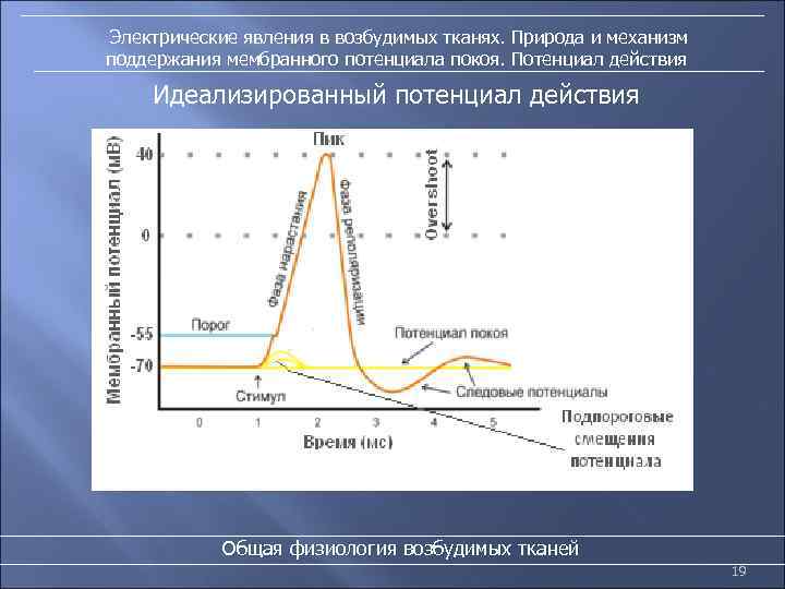 Электрические явления в возбудимых тканях. Природа и механизм поддержания мембранного потенциала покоя. Потенциал действия