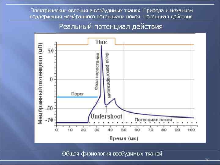 Электрические явления в возбудимых тканях. Природа и механизм поддержания мембранного потенциала покоя. Потенциал действия