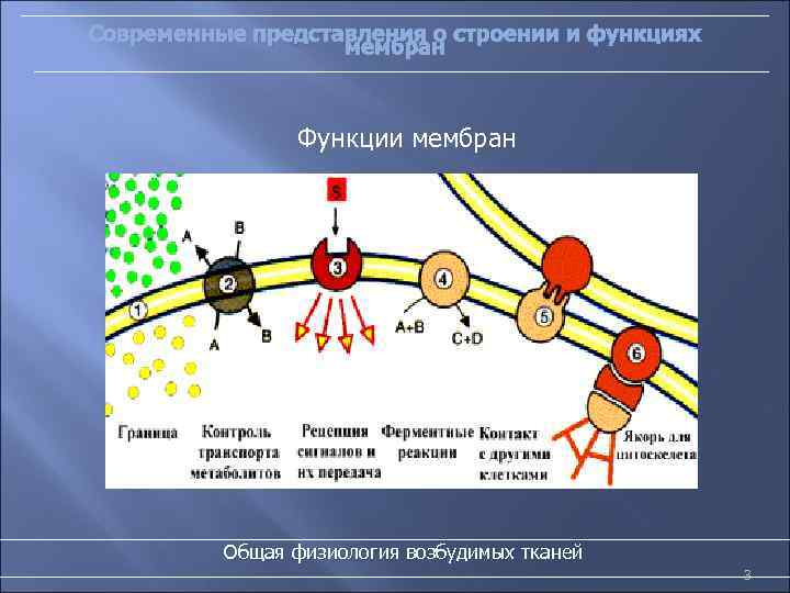 Современные представления о строении и функциях мембран Функции мембран Общая физиология возбудимых тканей 3