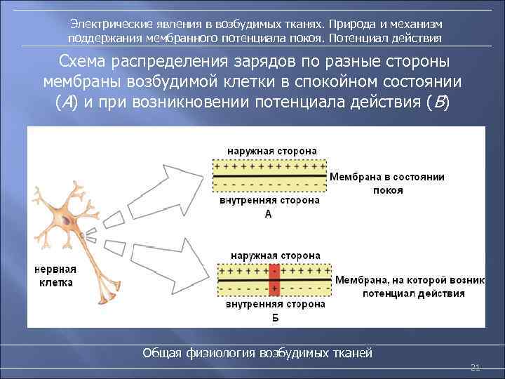 Электрические явления в возбудимых тканях. Природа и механизм поддержания мембранного потенциала покоя. Потенциал действия