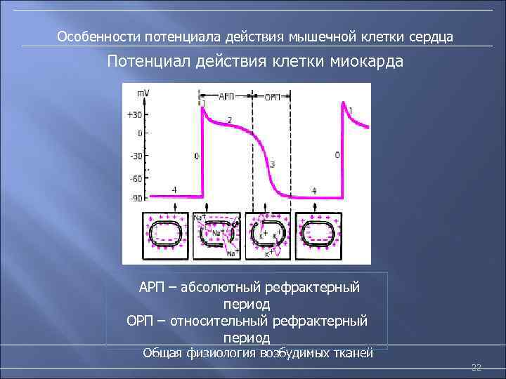 Особенности потенциала действия мышечной клетки сердца Потенциал действия клетки миокарда АРП – абсолютный рефрактерный