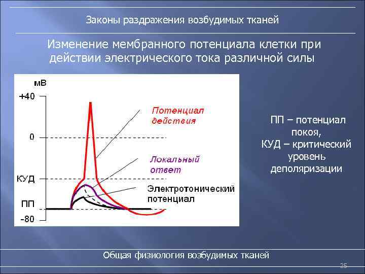 Законы раздражения возбудимых тканей Изменение мембранного потенциала клетки при действии электрического тока различной силы