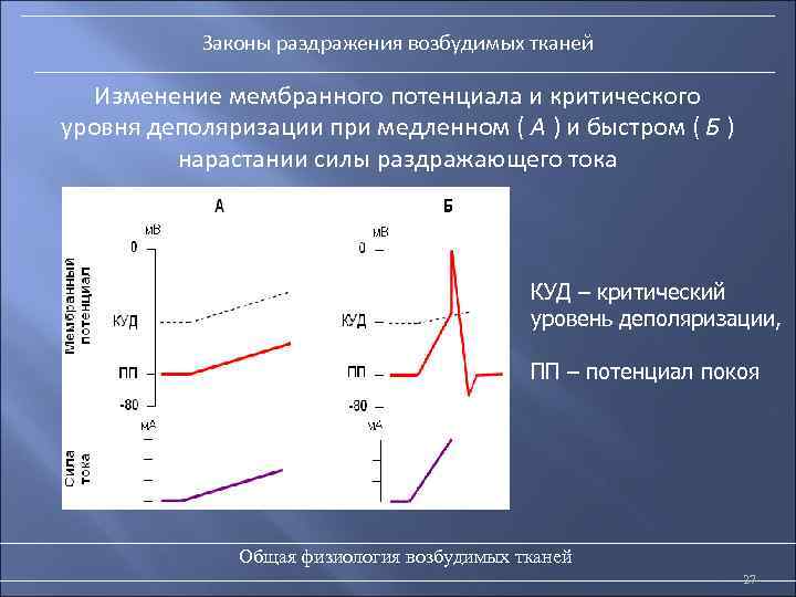 Законы раздражения возбудимых тканей Изменение мембранного потенциала и критического уровня деполяризации при медленном (