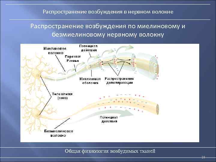 Распространение возбуждения в нервном волокне Распространение возбуждения по миелиновому и безмиелиновому нервному волокну Общая