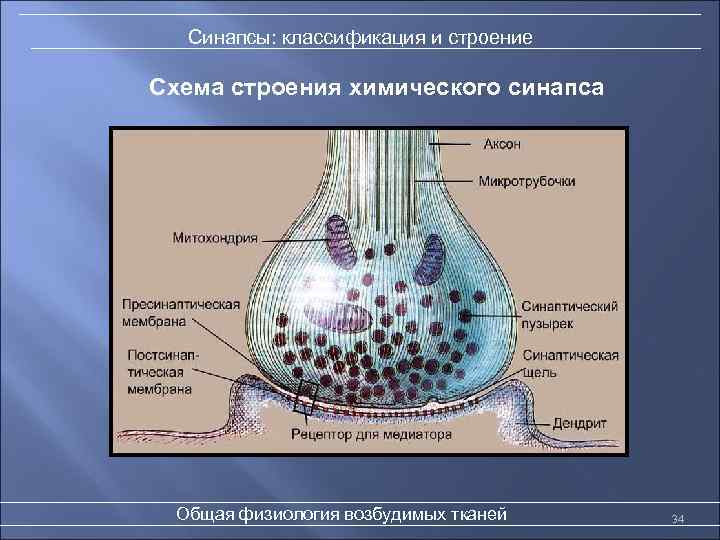 Синапсы: классификация и строение Схема строения химического синапса Общая физиология возбудимых тканей 34 