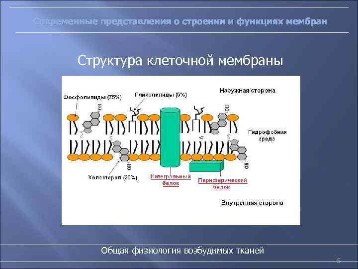 Современные представления о строении и функциях мембран Структура клеточной мембраны Общая физиология возбудимых тканей