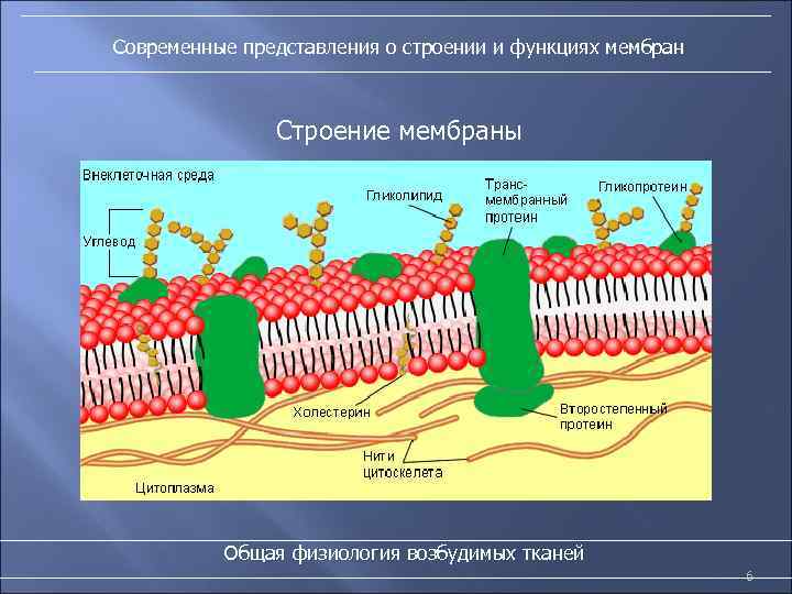 Современные представления о строении и функциях мембран Строение мембраны Общая физиология возбудимых тканей 6