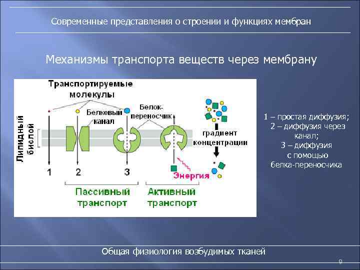 Современные представления о строении и функциях мембран Механизмы транспорта веществ через мембрану 1 –