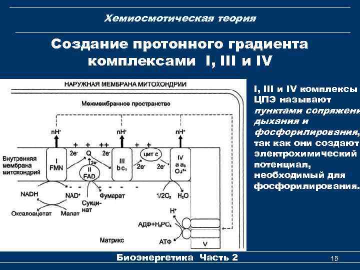 Хемиосмотическая теория Создание протонного градиента комплексами I, III и IV комплексы ЦПЭ называют пунктами