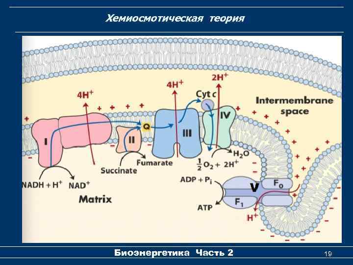Хемиосмотическая теория Биоэнергетика Часть 2 19 
