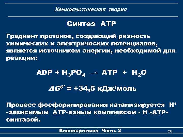 Хемиосмотическая теория Cинтез АТР Градиент протонов, создающий разность химических и электрических потенциалов, является источником