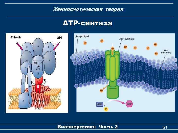 Хемиосмотическая теория АТР-синтаза Биоэнергетика Часть 2 21 