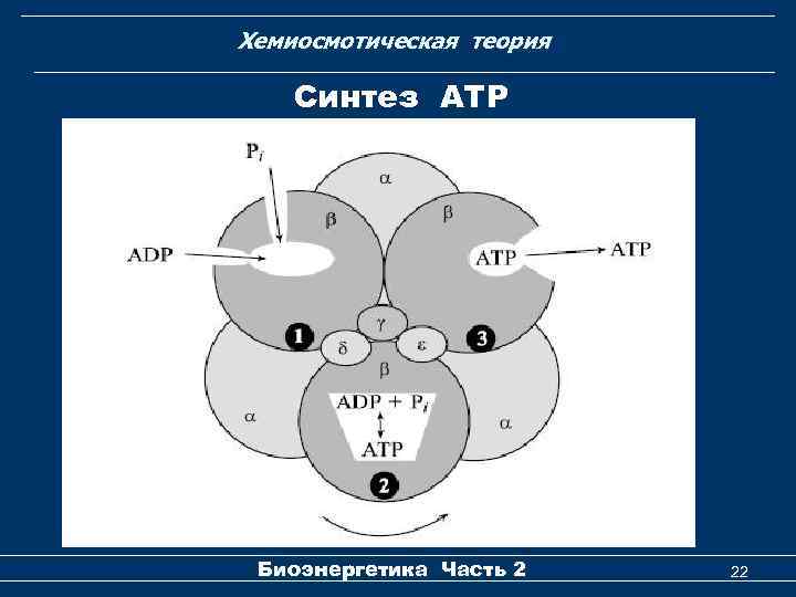 Хемиосмотическая теория Cинтез АТР Биоэнергетика Часть 2 22 