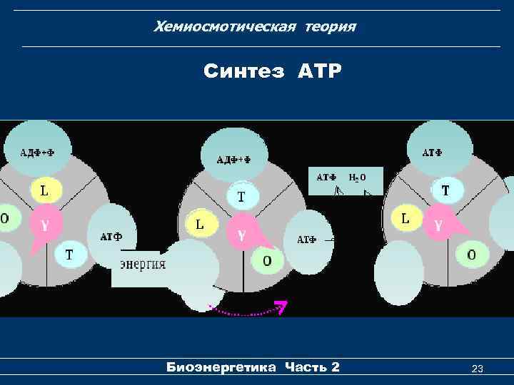 Хемиосмотическая теория Cинтез АТР Биоэнергетика Часть 2 23 