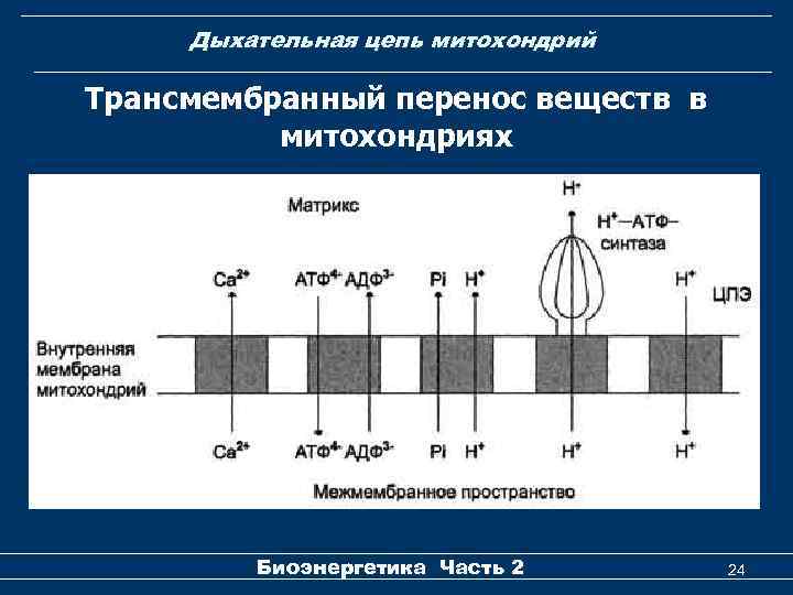 Дыхательная цепь митохондрий Трансмембранный перенос веществ в митохондриях Биоэнергетика Часть 2 24 