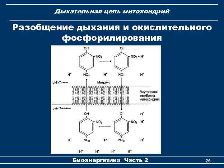 Дыхательная цепь митохондрий Разобщение дыхания и окислительного фосфорилирования Биоэнергетика Часть 2 25 