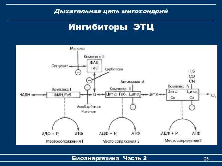 Дыхательная цепь митохондрий Ингибиторы ЭТЦ Биоэнергетика Часть 2 26 