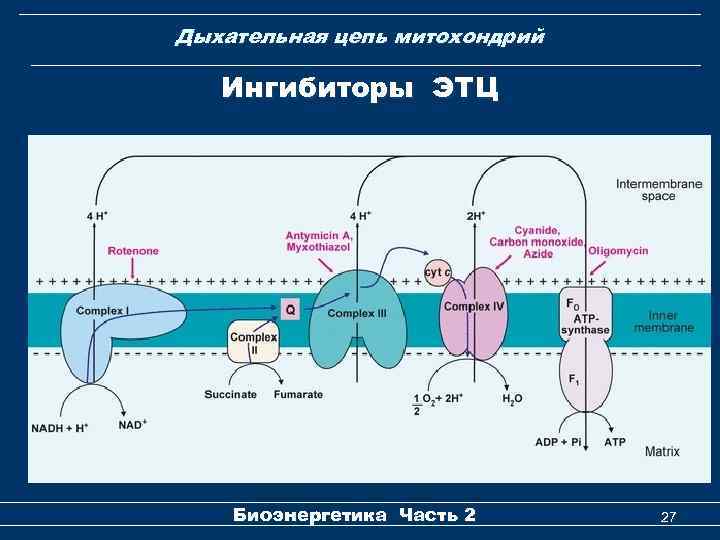 Дыхательная цепь митохондрий Ингибиторы ЭТЦ Биоэнергетика Часть 2 27 
