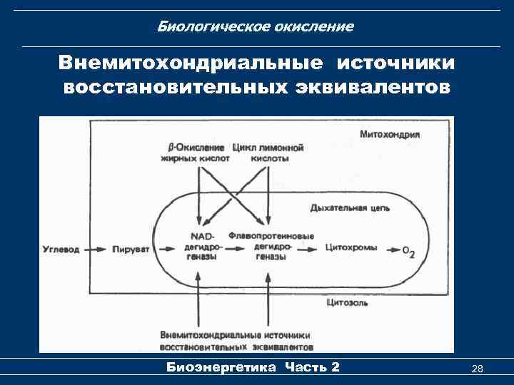 Биологическое окисление Внемитохондриальные источники восстановительных эквивалентов Биоэнергетика Часть 2 28 