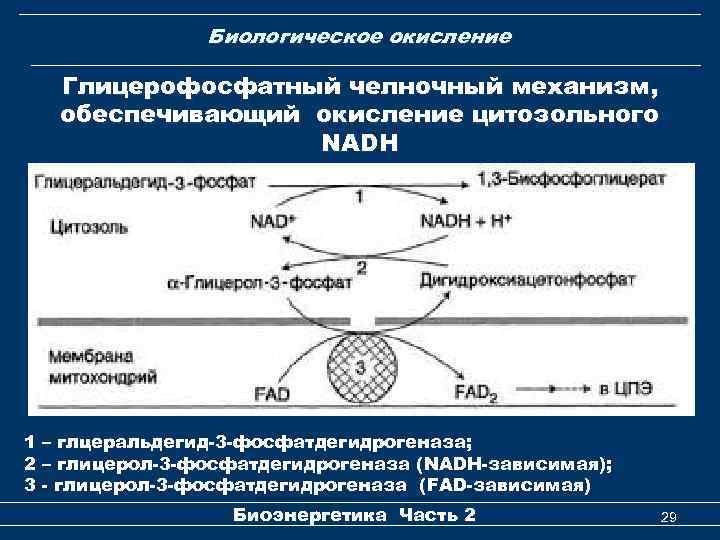 Биологическое окисление Глицерофосфатный челночный механизм, обеспечивающий окисление цитозольного NADH 1 – глцеральдегид-3 -фосфатдегидрогеназа; 2