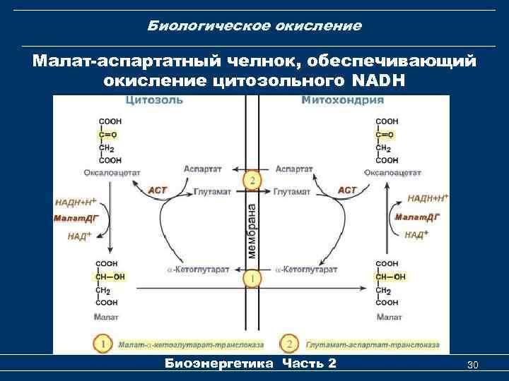 Биологическое окисление Малат-аспартатный челнок, обеспечивающий окисление цитозольного NADH Биоэнергетика Часть 2 30 