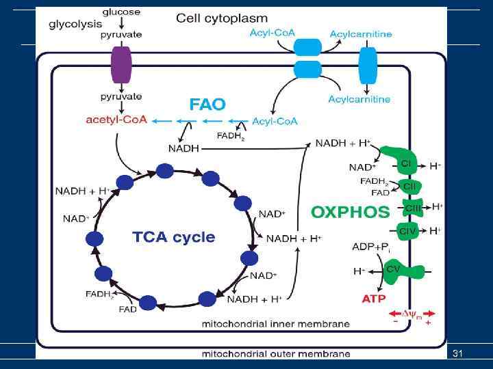 Биологическое окисление Биоэнергетика Часть 2 31 