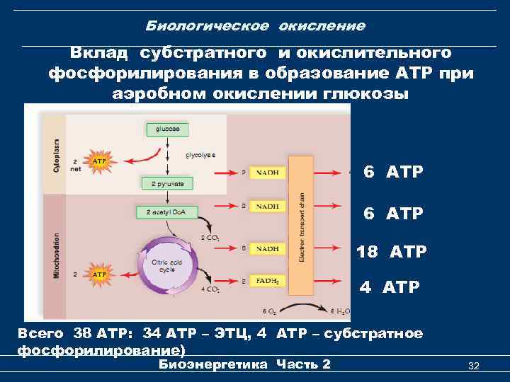 Биологическое окисление Вклад субстратного и окислительного фосфорилирования в образование АТР при аэробном окислении глюкозы