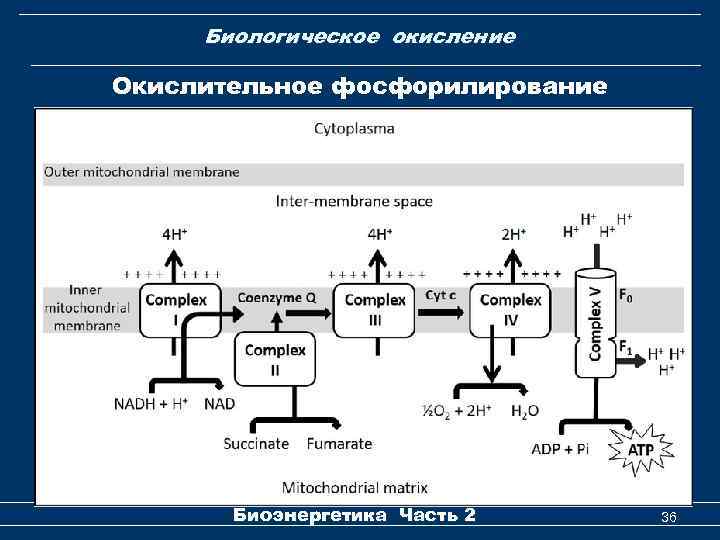 Биологическое окисление Окислительное фосфорилирование Биоэнергетика Часть 2 36 