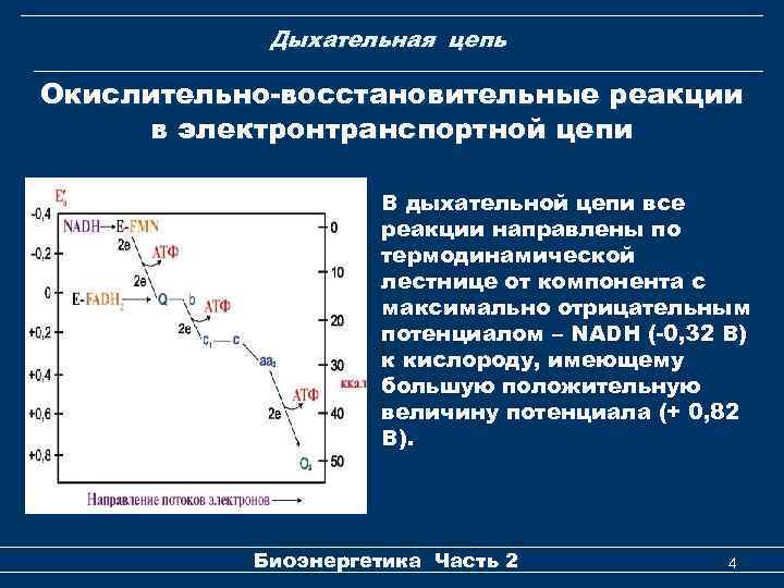 Дыхательная цепь Окислительно-восстановительные реакции в электронтранспортной цепи В дыхательной цепи все реакции направлены по