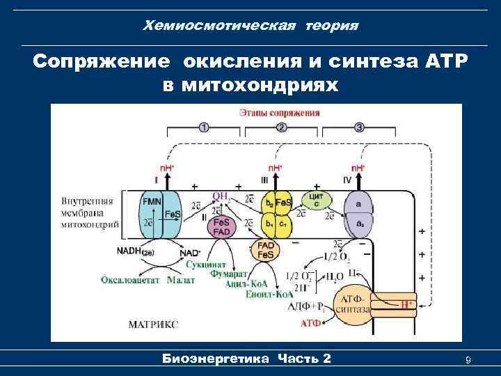 Хемиосмотическая теория Сопряжение окисления и синтеза АТР в митохондриях Биоэнергетика Часть 2 9 