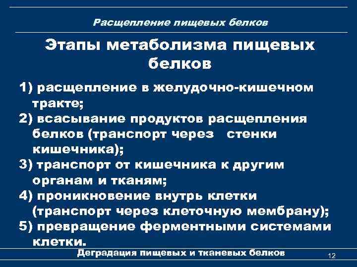 Расщепление пищевых белков Этапы метаболизма пищевых белков 1) расщепление в желудочно-кишечном тракте; 2) всасывание