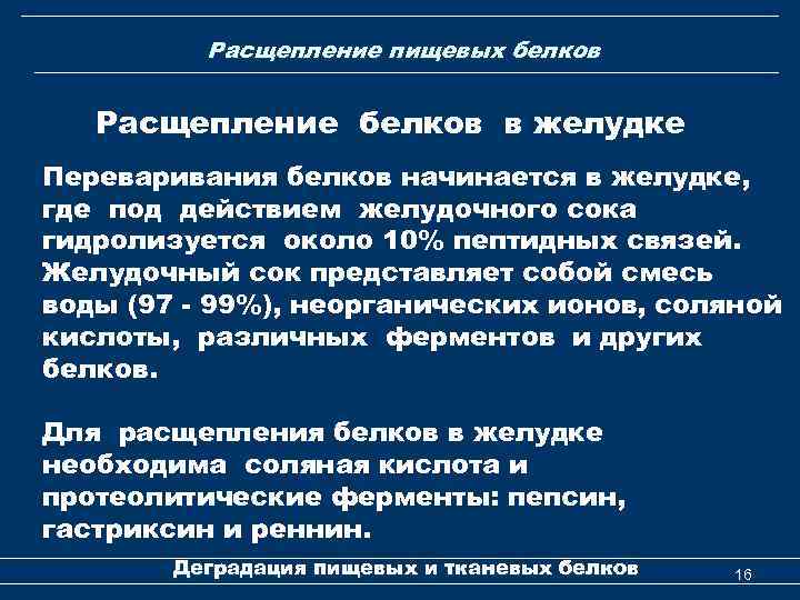 Расщепление пищевых белков Расщепление белков в желудке Переваривания белков начинается в желудке, где под