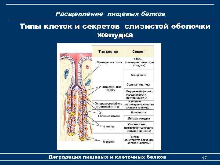 Расщепление пищевых белков Типы клеток и секретов слизистой оболочки желудка Деградация пищевых и клеточных