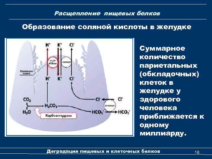 Расщепление пищевых белков Образование соляной кислоты в желудке Суммарное количество париетальных (обкладочных) клеток в