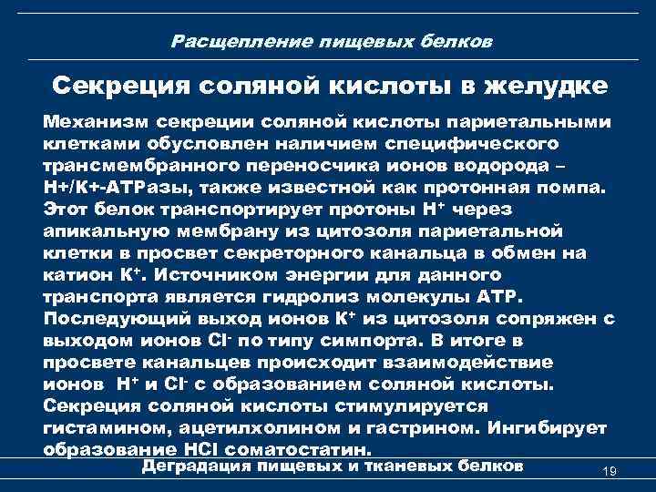 Расщепление пищевых белков Секреция соляной кислоты в желудке Механизм секреции соляной кислоты париетальными клетками