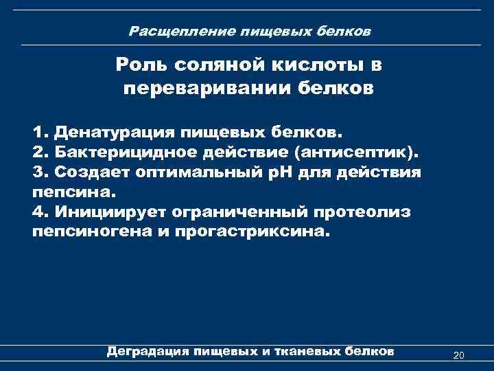 Расщепление пищевых белков Роль соляной кислоты в переваривании белков 1. Денатурация пищевых белков. 2.