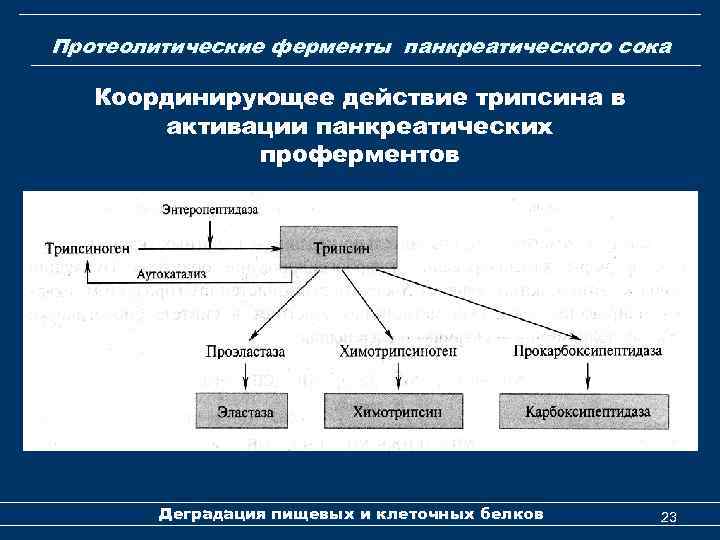 Протеолитические ферменты панкреатического сока Координирующее действие трипсина в активации панкреатических проферментов Деградация пищевых и