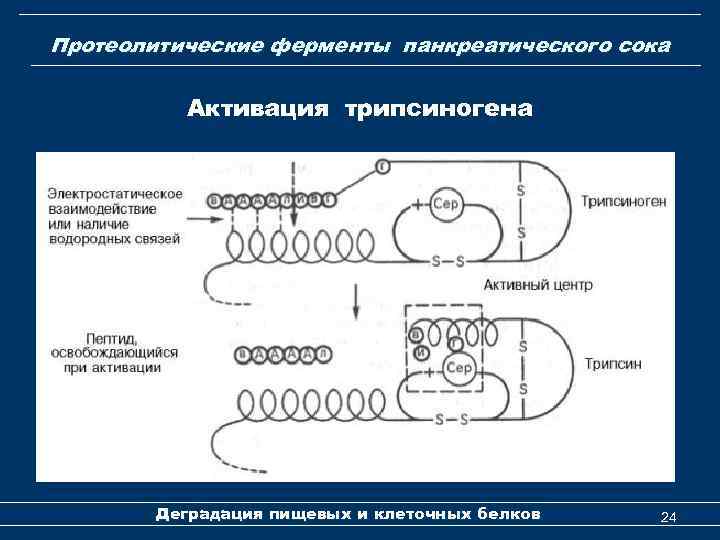 Протеолитические ферменты панкреатического сока Активация трипсиногена Деградация пищевых и клеточных белков 24 