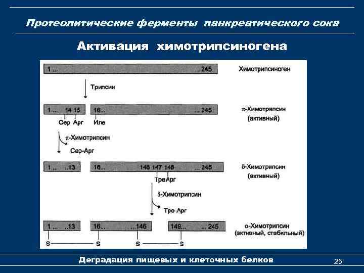 Протеолитические ферменты панкреатического сока Активация химотрипсиногена Деградация пищевых и клеточных белков 25 