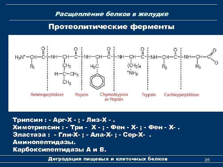 Расщепление белков в желудке Протеолитические ферменты Трипсин : - Арг-Х - ; - Лиз-Х