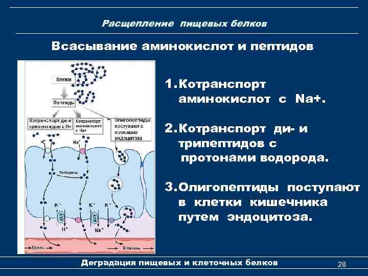 Всасывание аминокислот и простых углеводов. Белки расщепляются до пептидов. Расщепление белков до аминокислот происходит в. Белки расщепляются до аминокислот. Механизм всасывания аминокислот.