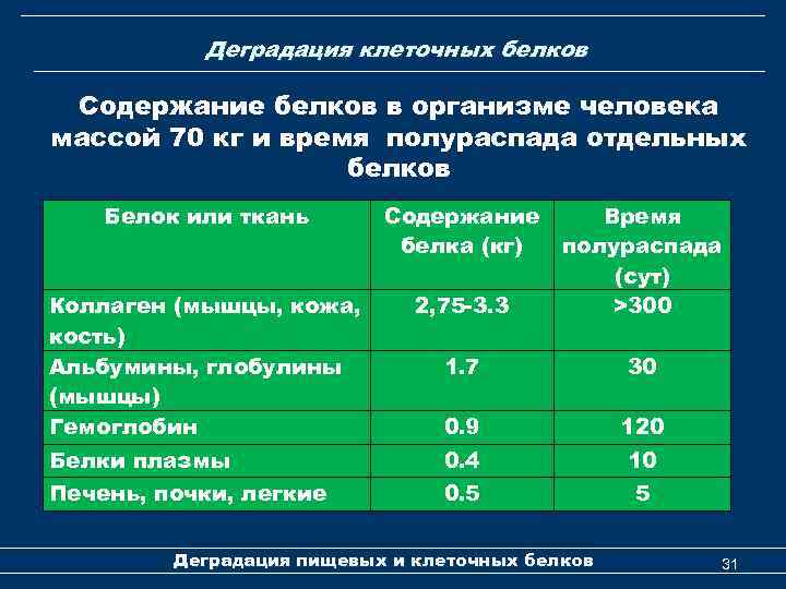 Деградация клеточных белков Содержание белков в организме человека массой 70 кг и время полураспада