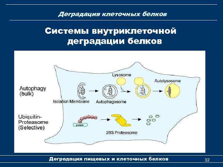 Деградация клеточных белков Системы внутриклеточной деградации белков Деградация пищевых и клеточных белков 32 