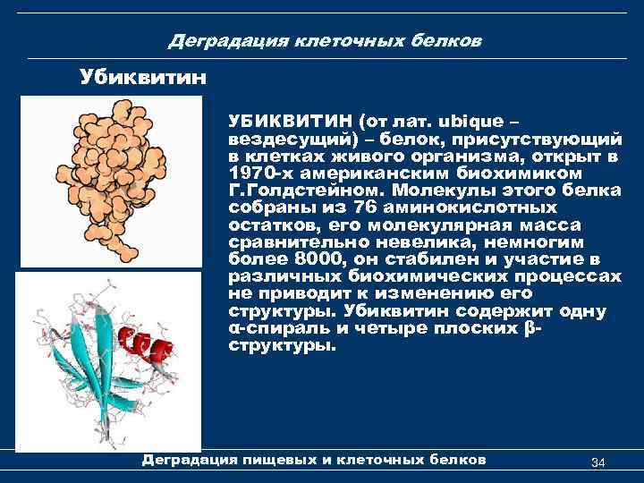 Деградация клеточных белков Убиквитин УБИКВИТИН (от лат. ubique – вездесущий) – белок, присутствующий в