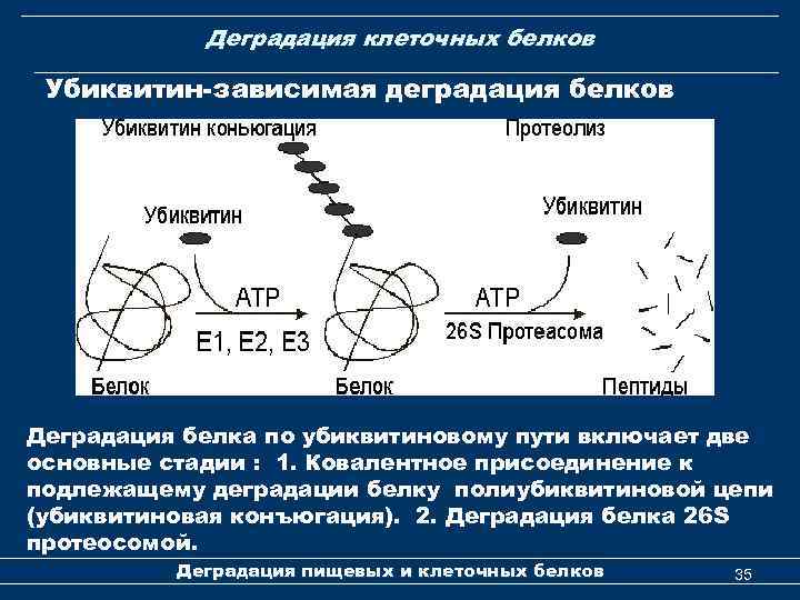 Деградация клеточных белков Убиквитин-зависимая деградация белков Деградация белка по убиквитиновому пути включает две основные