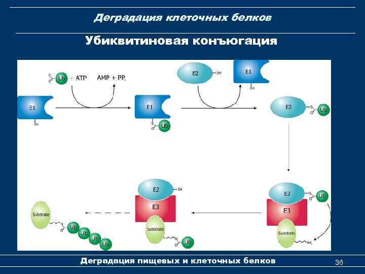 Деградация клеточных белков Убиквитиновая конъюгация Деградация пищевых и клеточных белков 36 