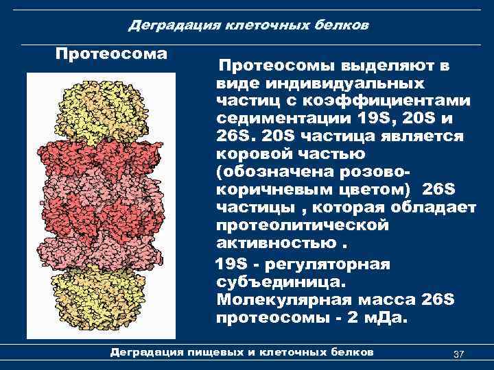 Деградация клеточных белков Протеосома Протеосомы выделяют в виде индивидуальных частиц с коэффициентами седиментации 19